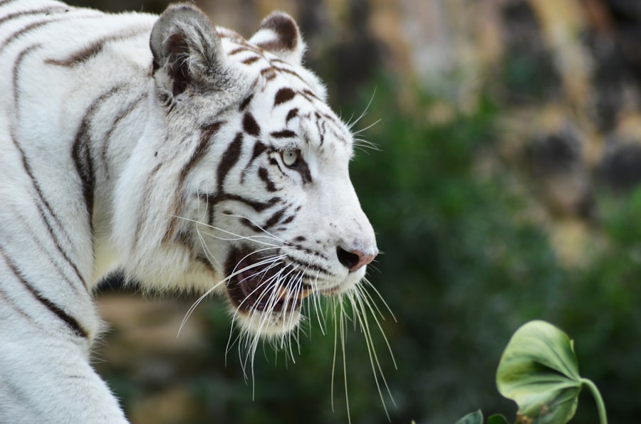 Les Bienfaits du Baume du Tigre pour la Méditation et la Relaxation