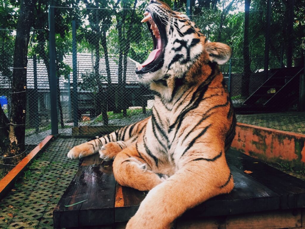 Le Baume du Tigre et la Gestion de la Douleur Chronique