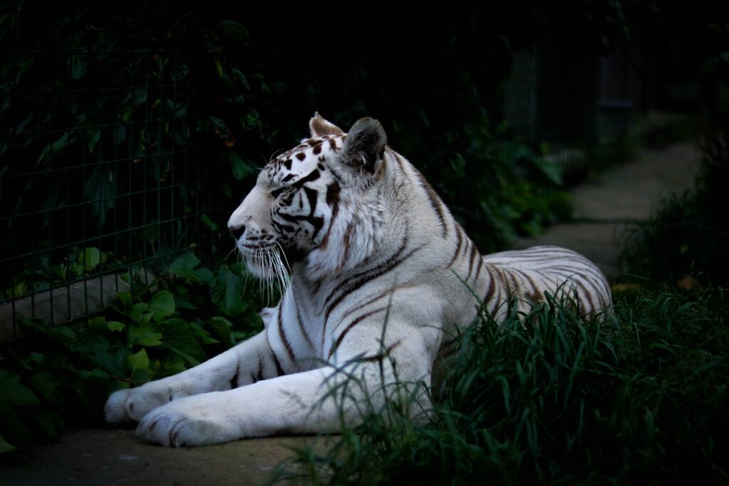 Baume du Tigre: Précautions et Conseils d'Usage