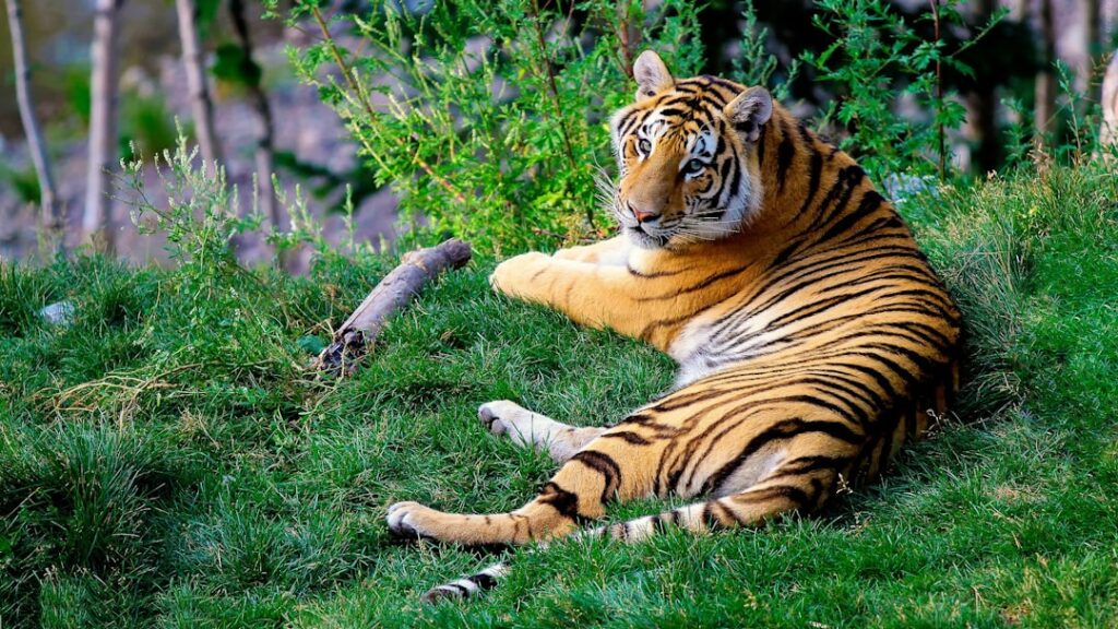 Les Ingrédients Secrets du Baume du Tigre et Leurs Propriétés