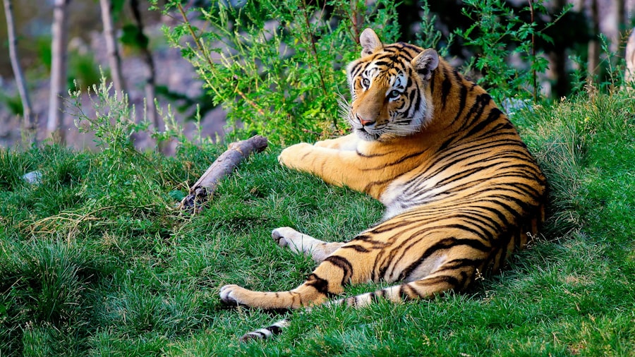 Baume du Tigre et Voyage: Comment il Peut Sauver Vos Vacances