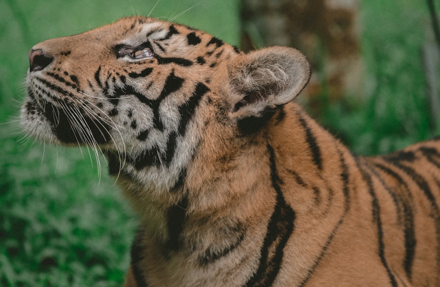 Baume du Tigre: Applications Cosmétiques Inattendues