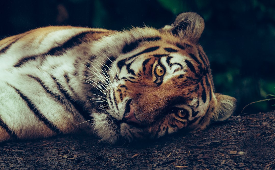 Photo Tiger Balm
